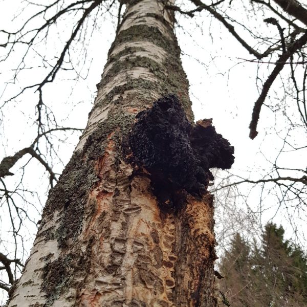 Chaga Pilz am Baum in Lappland