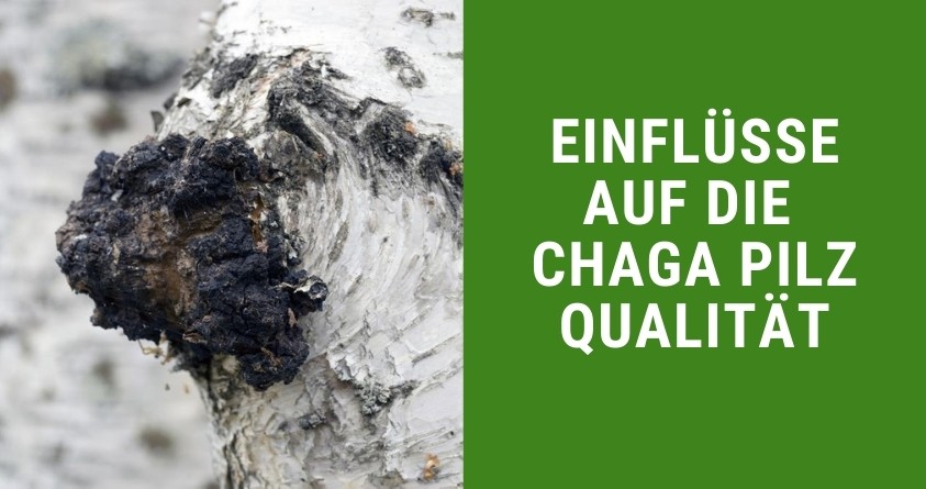 Einflüsse auf die Chaga Pilz Qualität